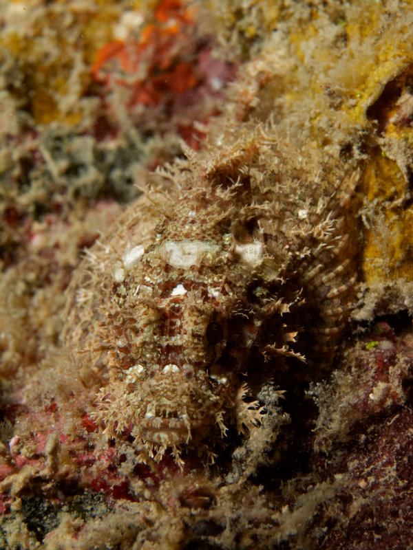 Scorpion Fish
